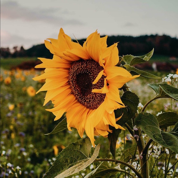 Meet your Posher, Noemi - Picture 1 of 1